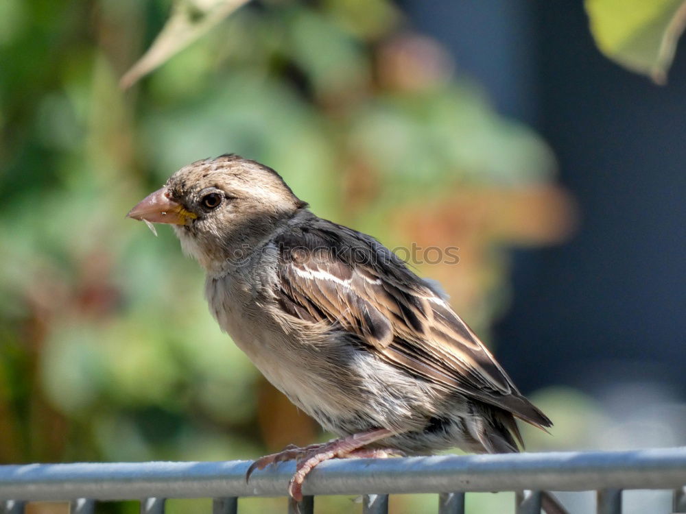 Similar – Foto Bild spatzenwäsche Spatz Wäsche