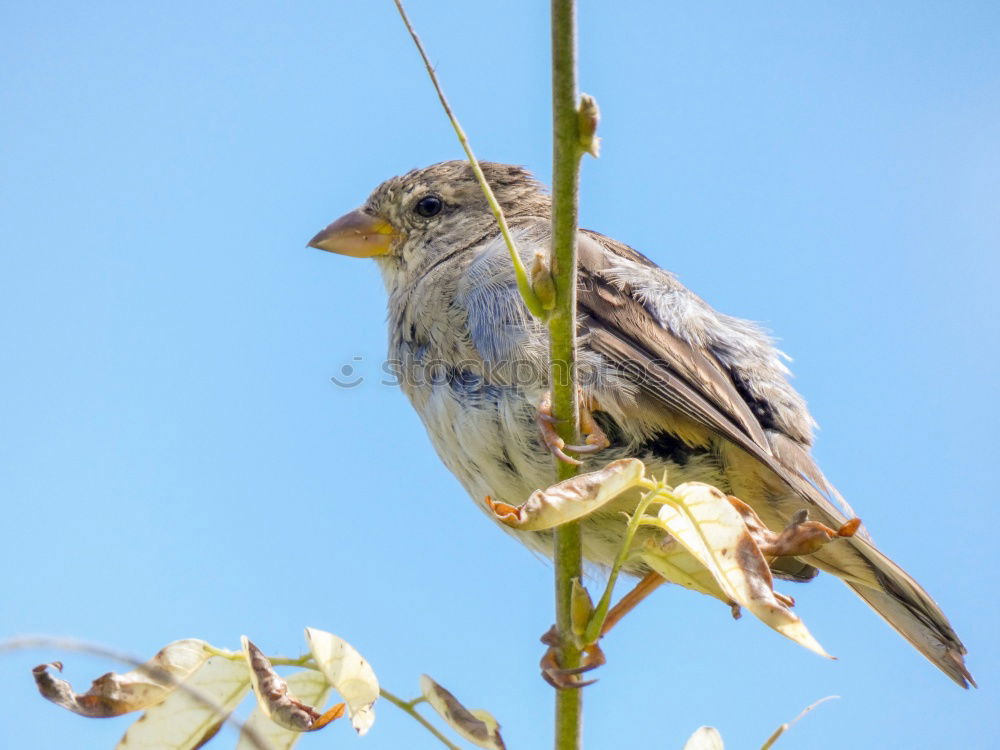 Image, Stock Photo Juniper Thrush in a Tree