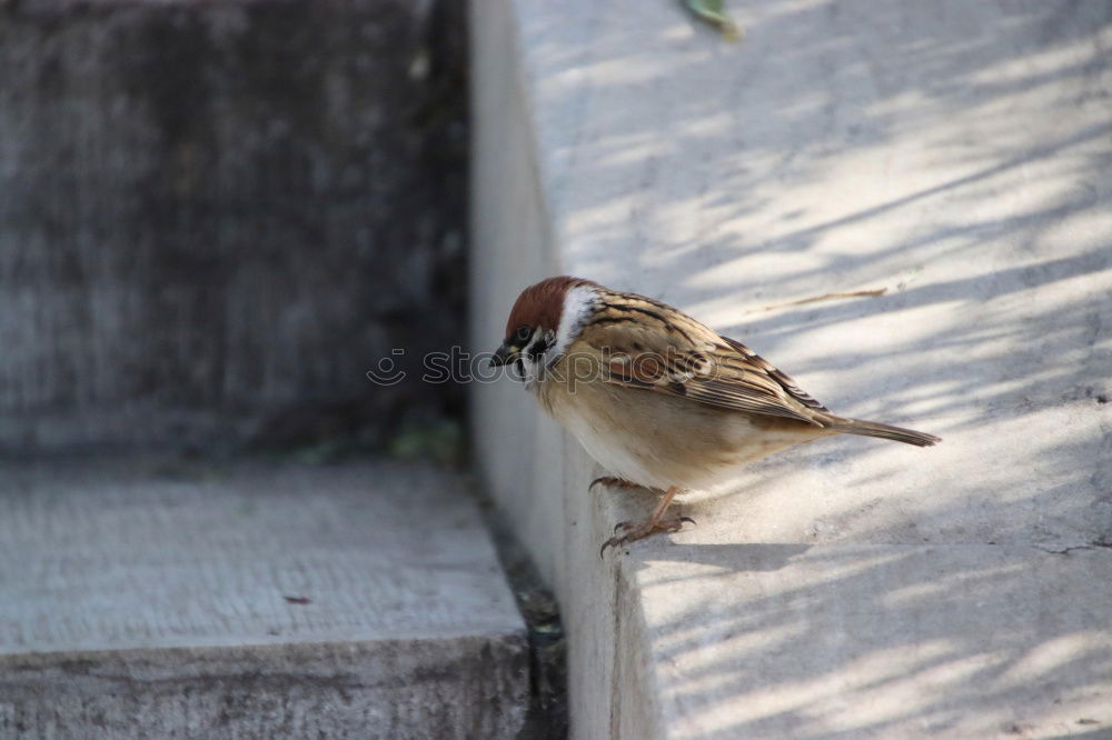 Similar – Image, Stock Photo garden bird on a stump