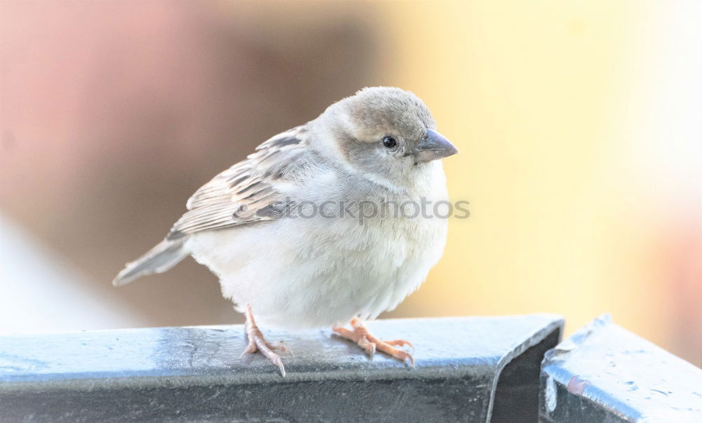 Similar – sparrow Animal Wild animal