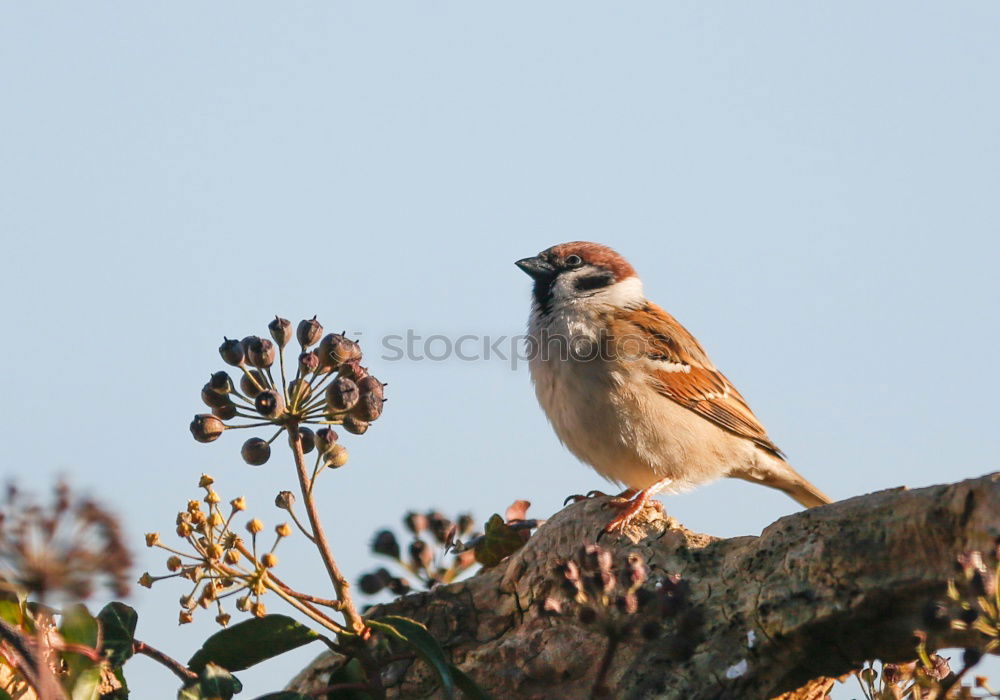 Similar – Image, Stock Photo Sparrow in the sunshine