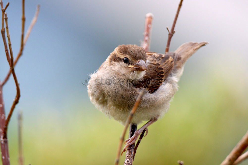 Similar – crested tit perched on small twig