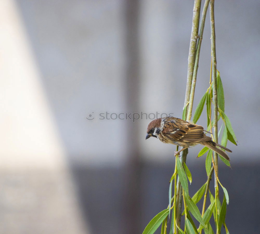 Similar – Foto Bild spatz Vogel Spatz Blume