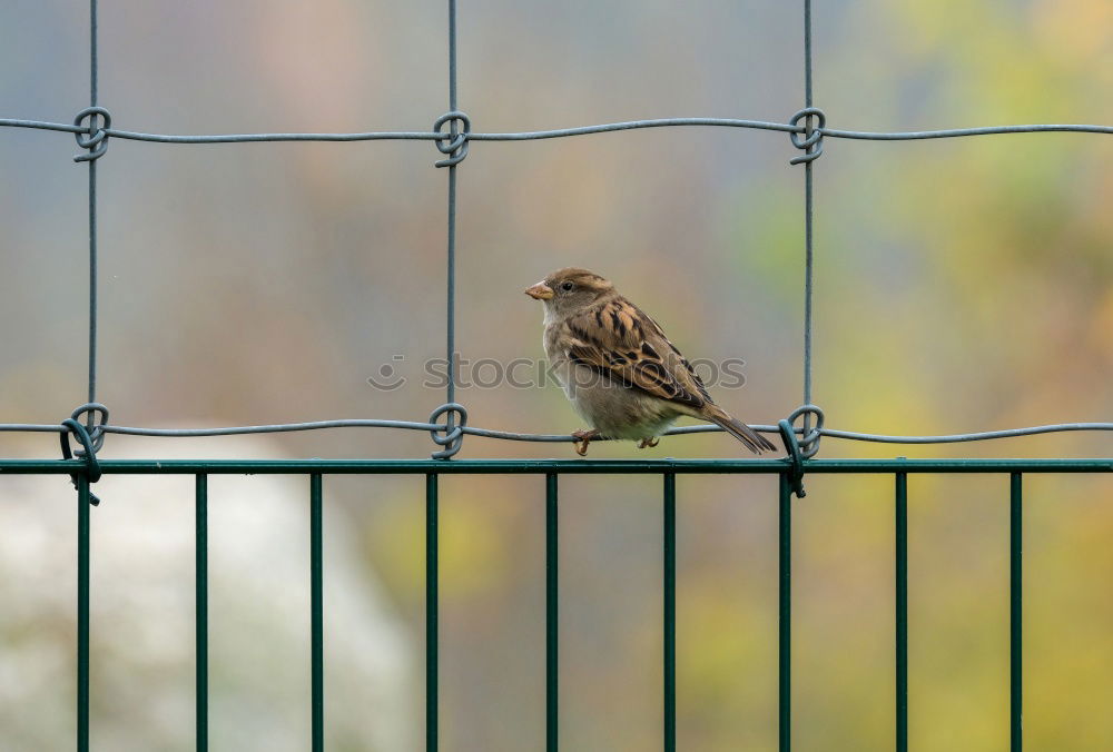 Similar – Image, Stock Photo zaungast Animal Bird 1