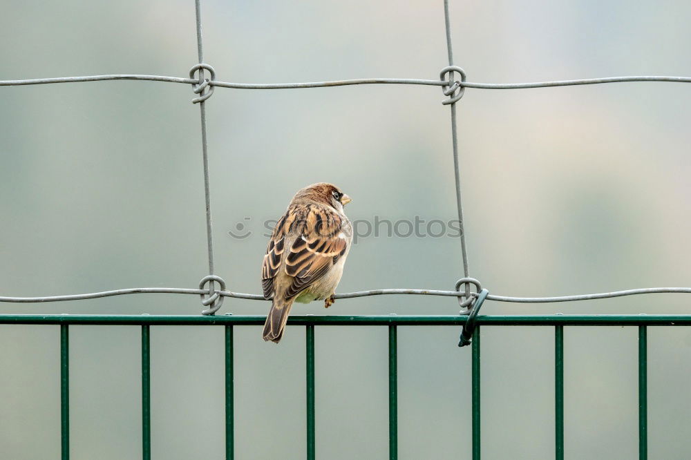 Similar – lookout Animal Bird Flying