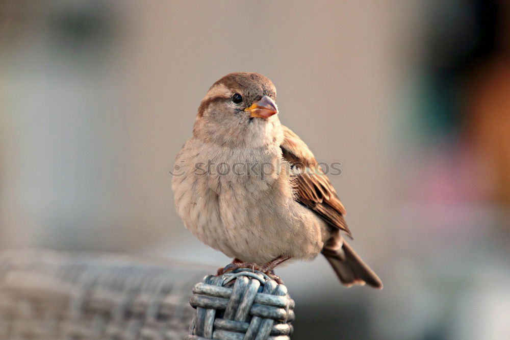 Similar – Waiter Animal Bird 1 Sit