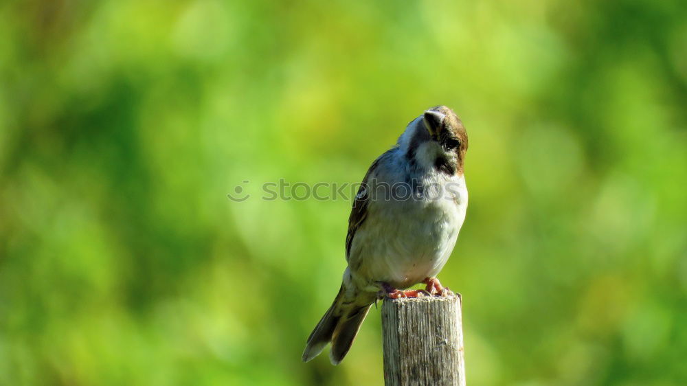 Similar – Image, Stock Photo Jackdaw Nature Animal Sun