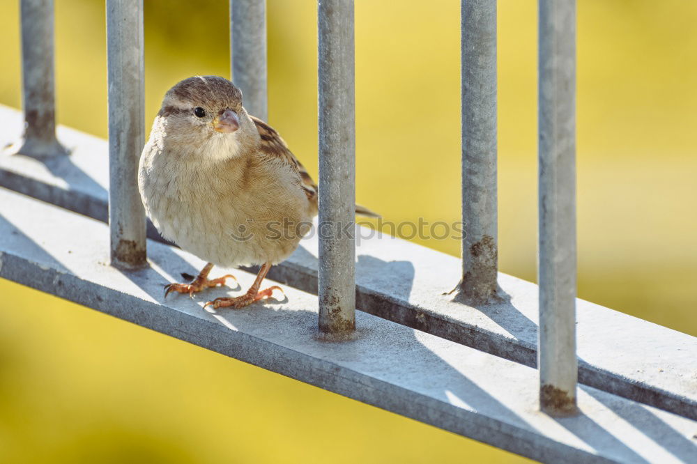 Similar – Image, Stock Photo common blackbird in beautiful light