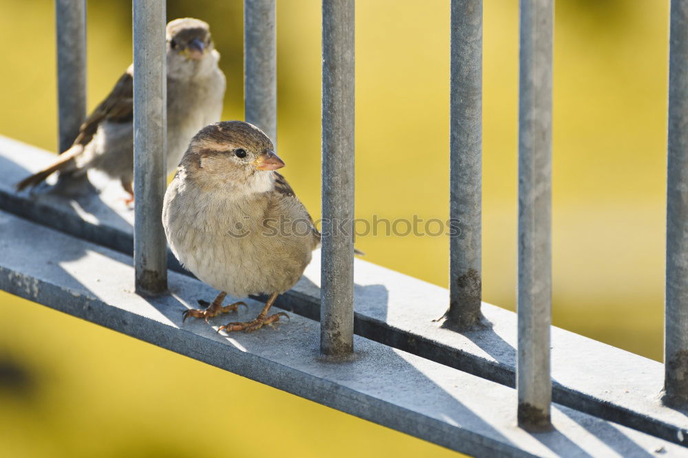 Similar – Image, Stock Photo Occupied! Animal