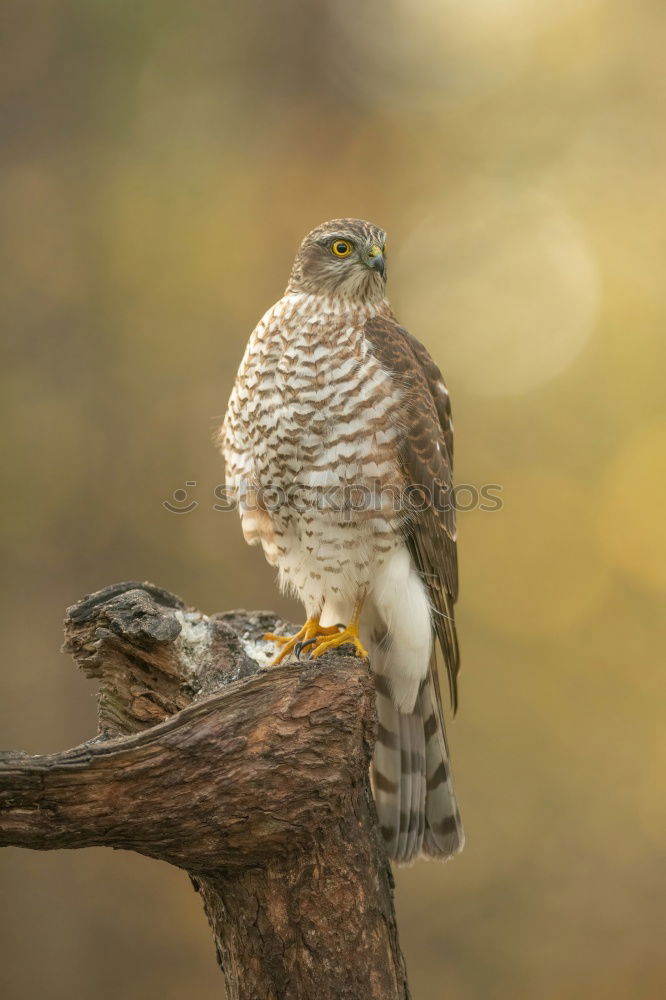 Similar – Image, Stock Photo Northern Goshawk