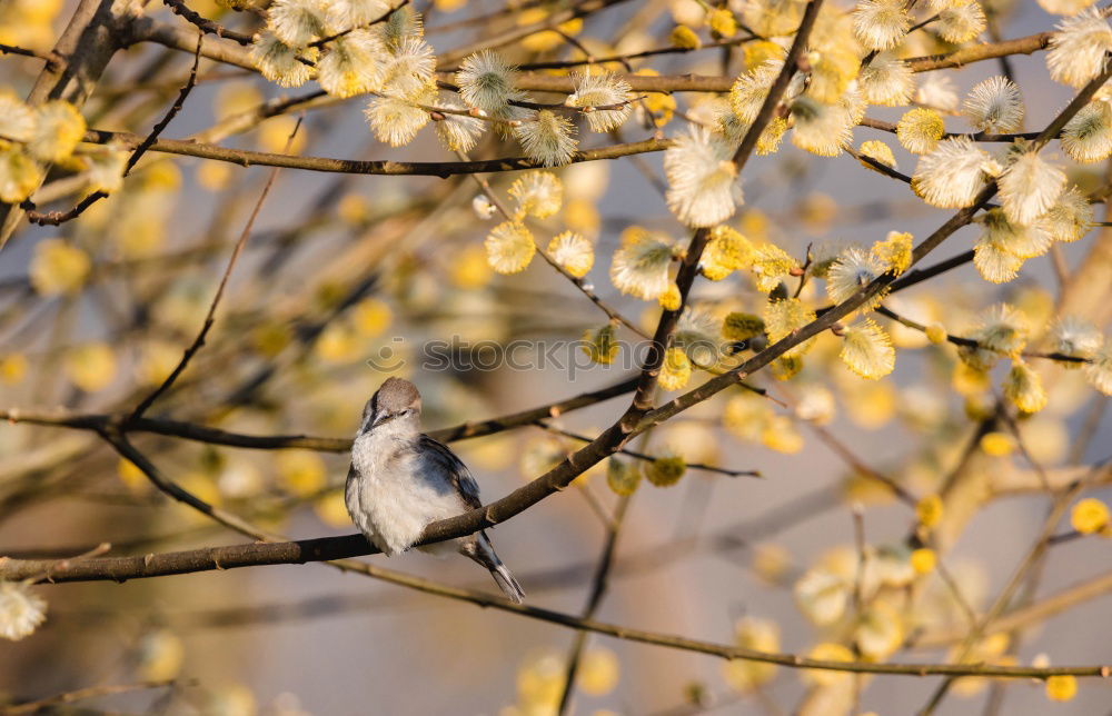 Similar – Image, Stock Photo A blackbird sits in an ornamental apple bush