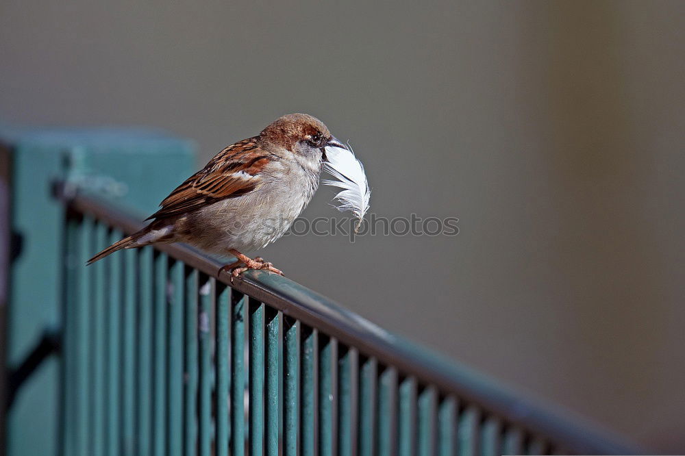 Similar – Image, Stock Photo zaungast Animal Bird 1