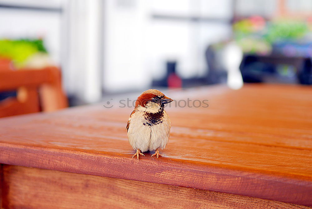 Similar – Waiter Animal Bird 1 Sit