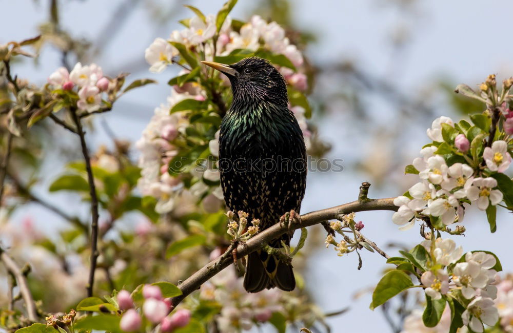 Similar – Image, Stock Photo Blackbird in a tree Fruit