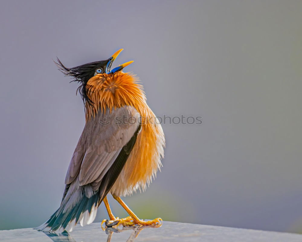 Image, Stock Photo A colorful Superb Starling in Tanzania