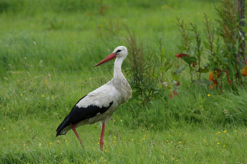 Similar – white stork foraging for food in the green field