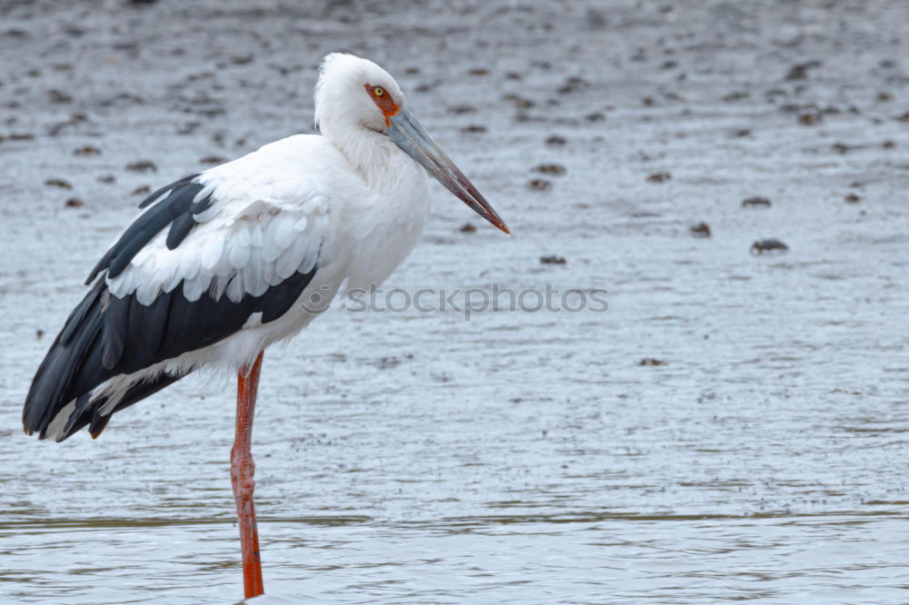 Image, Stock Photo grey heron Environment