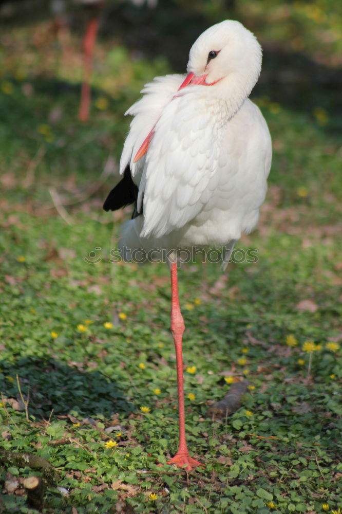 Image, Stock Photo autumn gull Seagull Bird