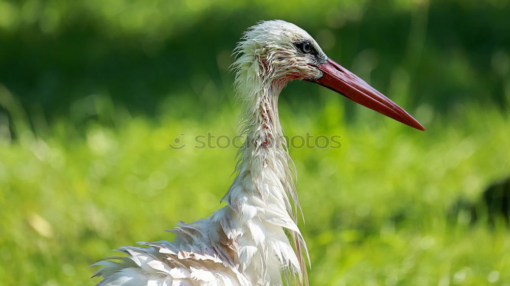 Similar – white stork foraging for food in the green field