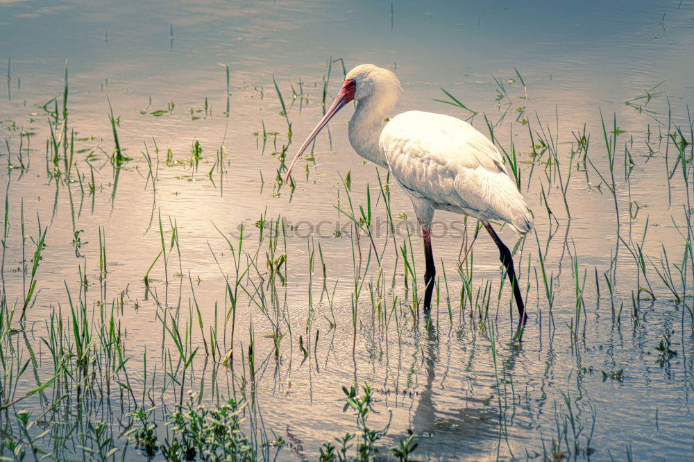 Similar – Foto Bild See Teich Moorsee Storch