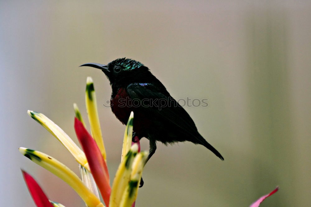 Similar – Image, Stock Photo Glossy Starling