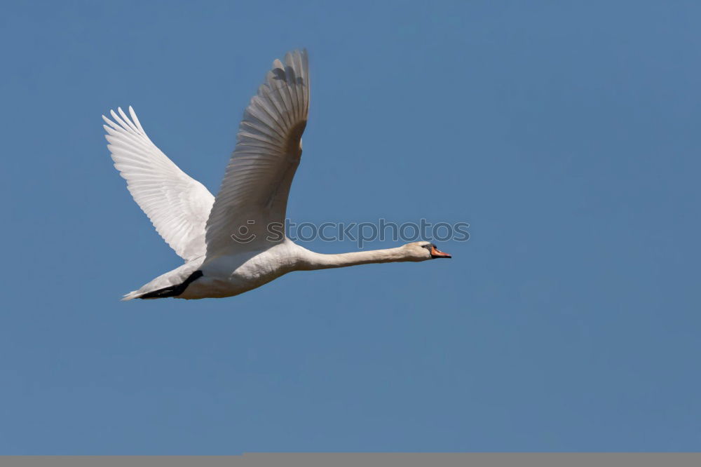 Similar – Foto Bild Mein Freund der Schwan