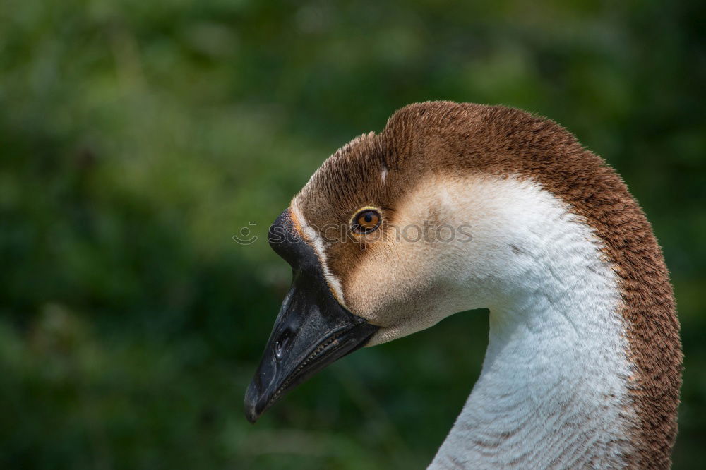 Similar – Image, Stock Photo suspicion Bird Zoo