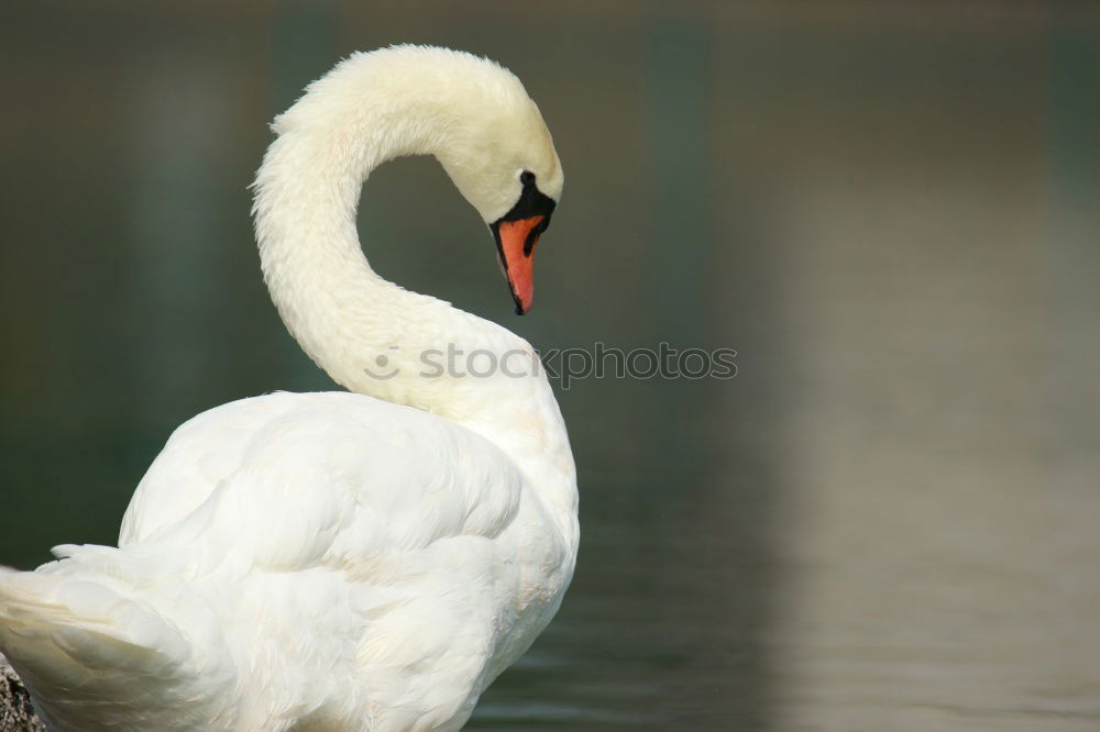 Similar – albino Animal Bird 1