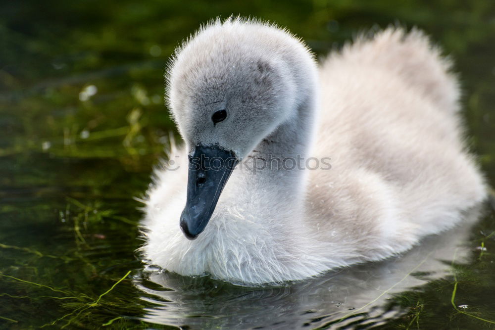 Similar – Image, Stock Photo Fledgling Chick Duck Bird