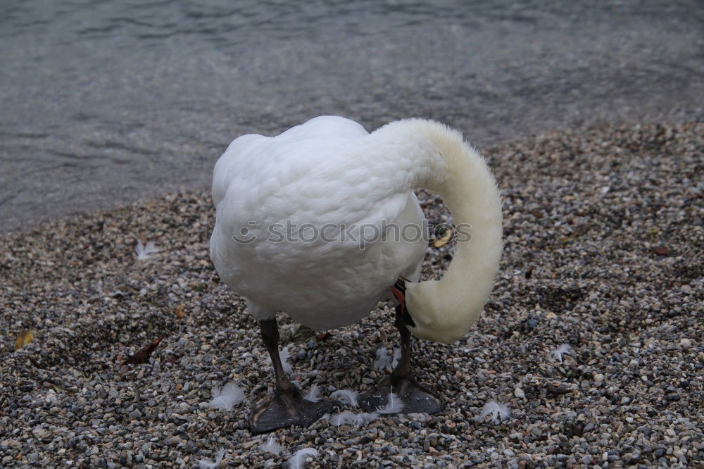 Similar – Image, Stock Photo Aircraft 1 Bird Swan