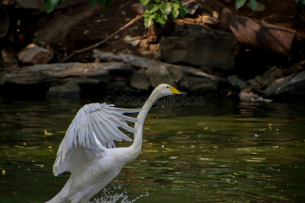 Similar – Foto Bild Reiherlei Umwelt Natur