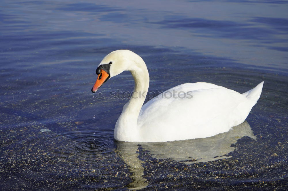 Similar – schwanensee Tier Wasser