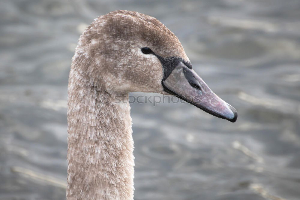 Similar – My dear Swan III Animal