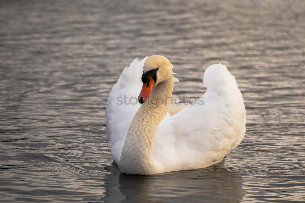 Similar – Pair of white swans