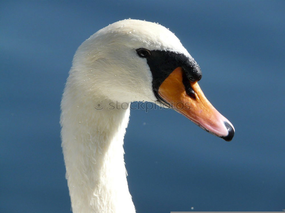 Similar – Image, Stock Photo My dear swan IX Animal