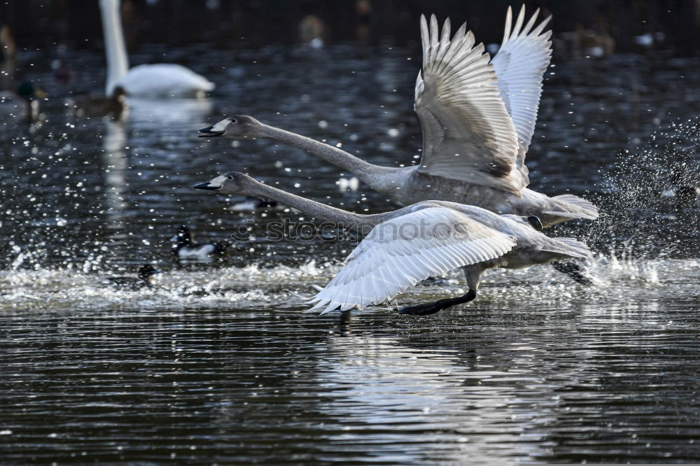 Similar – Foto Bild Futterneid Vogel Möwe Tier