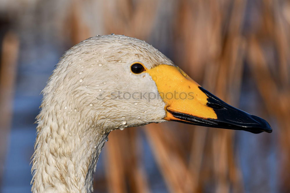 Similar – Image, Stock Photo goose linen Goose