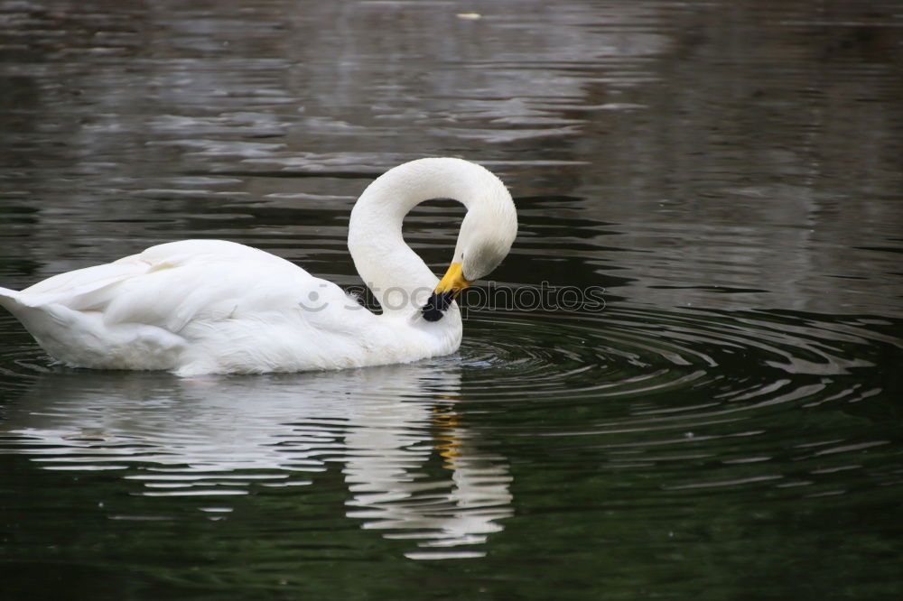 Similar – Image, Stock Photo The Diver Goose Pond White