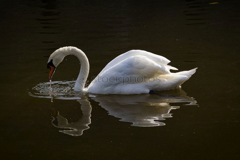 Similar – Head Under. Schwan Vogel