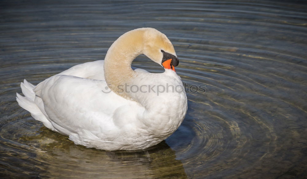 Similar – surfers Green Swan Waves