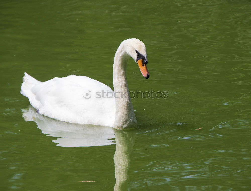 Similar – weißer Klecks auf grün