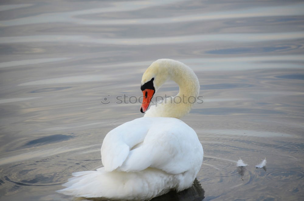 Similar – surfers Green Swan Waves