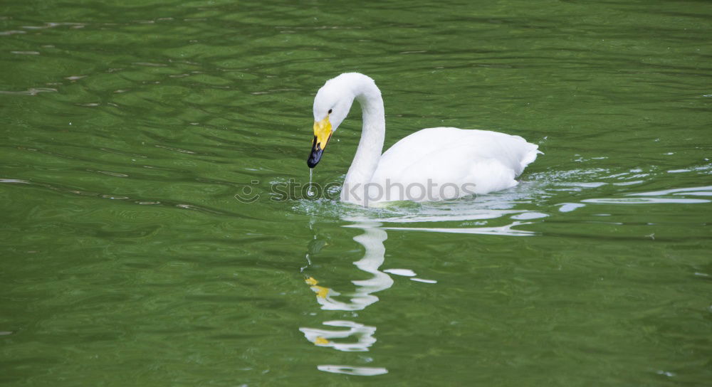 swan lake Environment