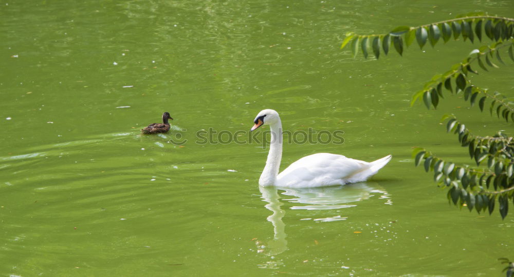 Similar – swan lake Environment