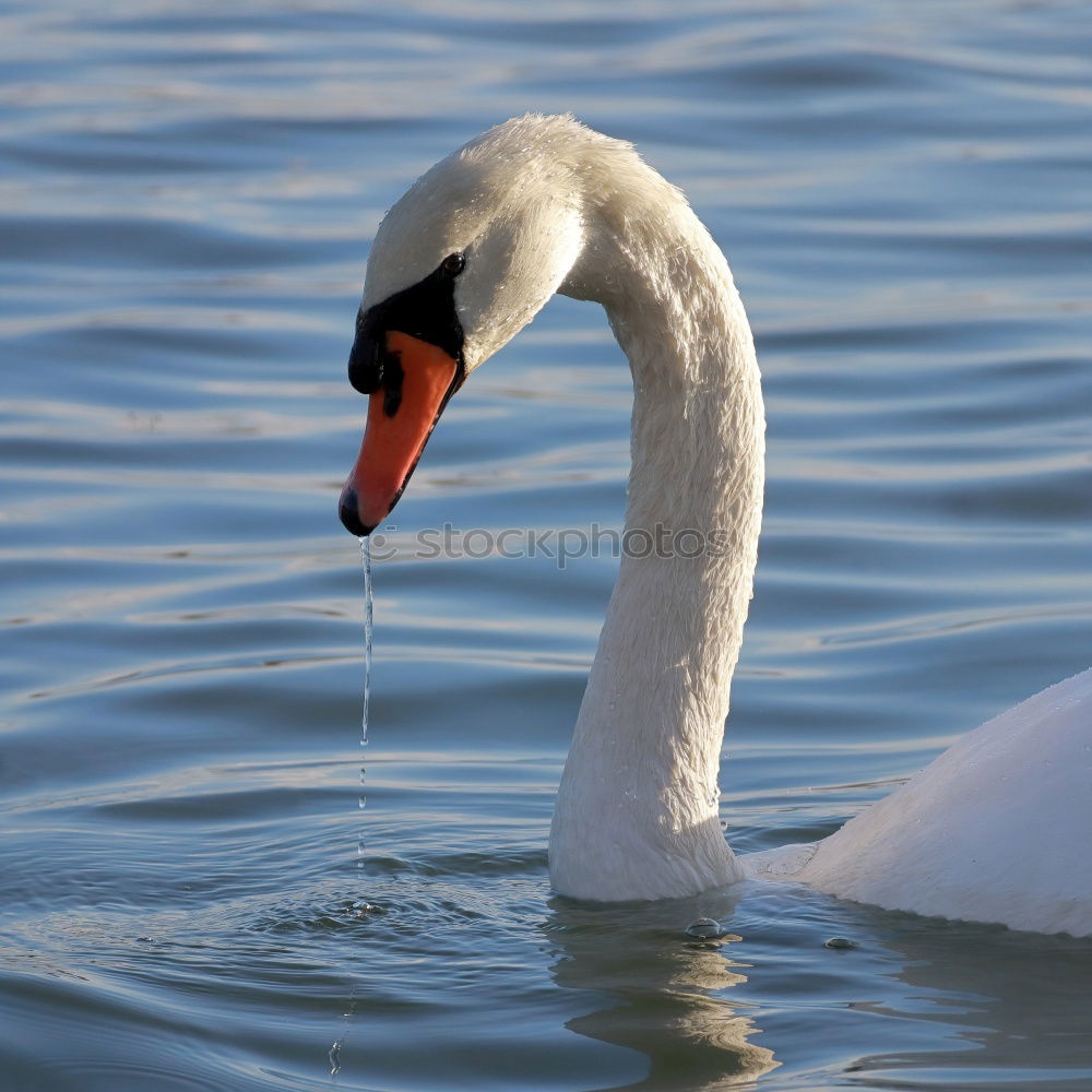 Similar – Schwanimsee Vogel Feder