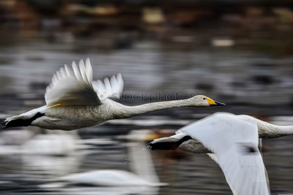 Similar – Image, Stock Photo Swimming greylag goose