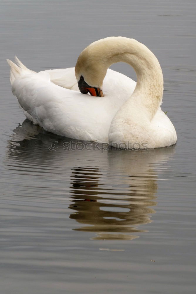 Similar – Pair of white swans