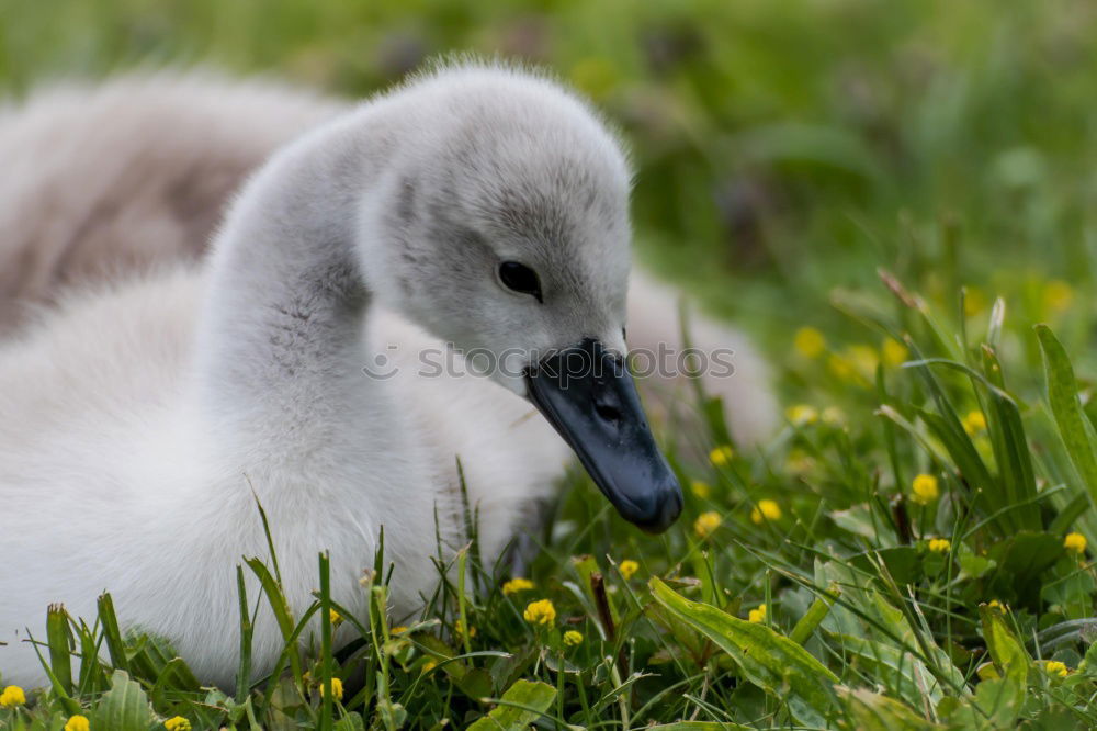Similar – Image, Stock Photo little fluffy gosling running through the grass at the lakeside