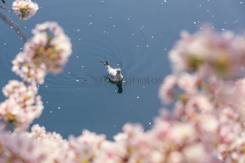 Similar – Image, Stock Photo Red sweetgum leaf in blue pool.