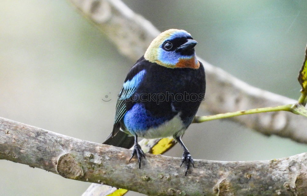 Similar – Beautiful Bird (Masked Trogon, Ecuador)